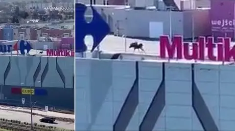 Elk spotted walking on shopping mall roof in Elbląg