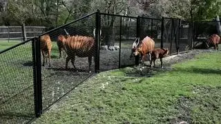 "Bongini" skończyła dwa tygodnie