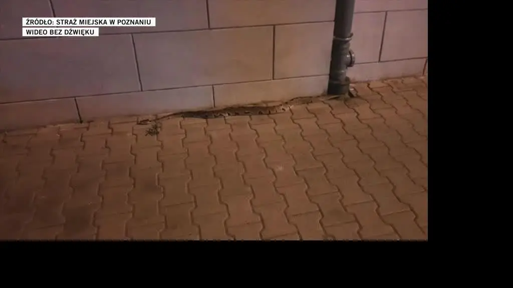 straz miejska poz