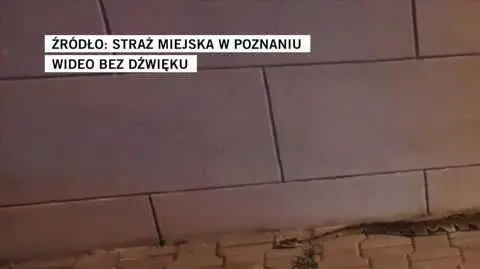 straz miejska poz