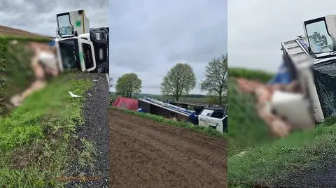 Wpadł do rowu. Z naczepy wypadły martwe świnie