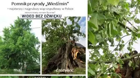 drzewo - rekordzista