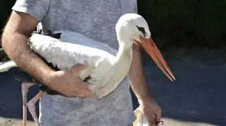 Ktoś podcina i wyrywa lotki bocianom