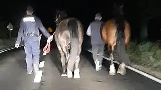Konie biegły środkiem drogi wojewódzkiej 
