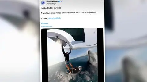 Wieloryb wskoczył na wingsurfera i wciągnął go pod wodę. Nagranie  
