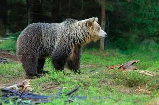 Niedźwiedź brunatny, potomek niedźwiedzi jaskiniowych