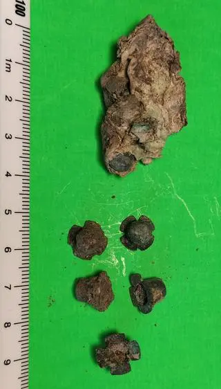 Na znalezisko trafili poszukiwane z wykrywaczem metali 