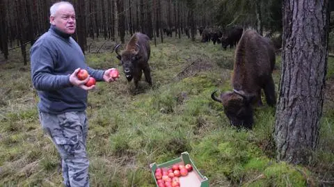 Żubrów coraz więcej. Wyrządzają szkody. Kto i dlaczego chciałby do nich strzelać?
