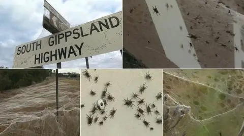 "Ogromna ilość, dosłownie miliony". Pająki opanowują australijski stan