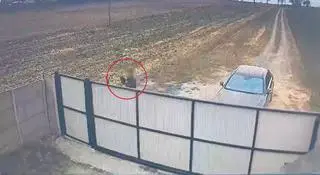 Kadr z nagrania z monitoringu schroniska