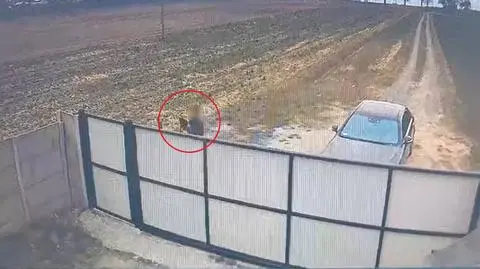 Kadr z nagrania schroniska