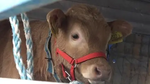 Cielak na proteście rolników. "Uśmiecha się do pani, puszcza oko"