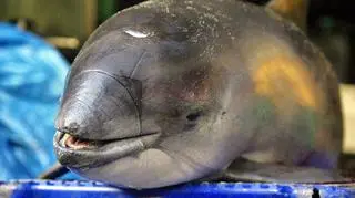 Informacje od rybaków pomagają chronić "kuzynów" delfinow