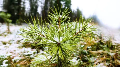 Śnieg, deszcz ze śniegiem i śnieg