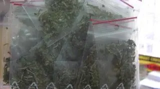 Marihuana podzielona na porcje