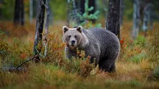 Niedźwiedź brunatny