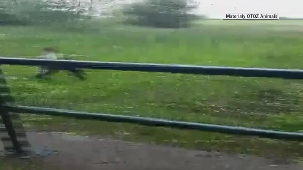 Na filmie widać jak mężczyzna rzuca psem w stronę wody