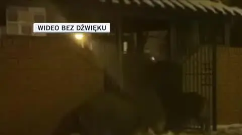 dziki dla Filipa