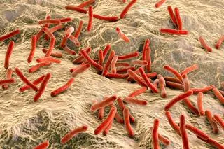 Prątki trądu Mycobacterium leprae