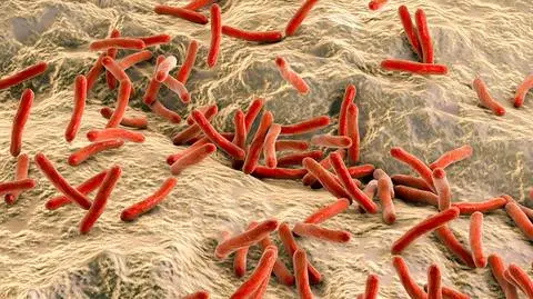 Prątki trądu Mycobacterium leprae