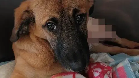 Zwierzę miało połamaną tylną lewą łapę. Przeszło operację 