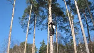 Leśnik wspina się na drzewo