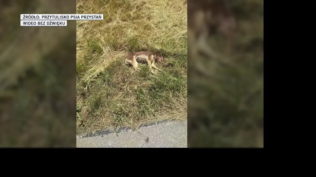 Przytulisko Psia Przystań