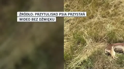 Przytulisko Psia Przystań
