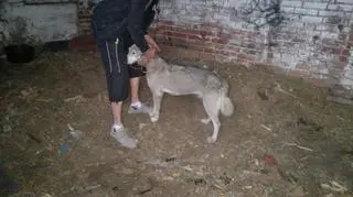 Zwierzęta znaleźli w chlewie