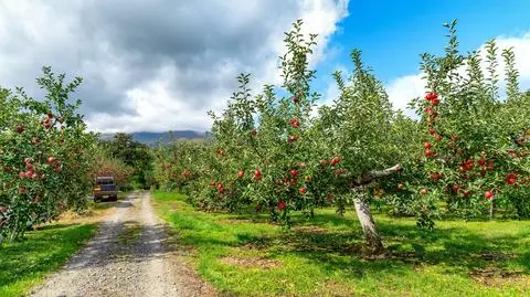 jablka sad drzewa shutterstock_2704704921