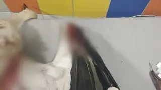 Bocian złamał skrzydło, wcześniej został postrzelony