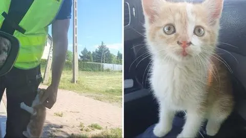 Policjanci na ratunek kotu. Zabrali go z ruchliwej drogi i podzielili się z nim własnym posiłkiem