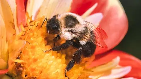 Bombus impatiens trzmiel wschodni Long Island usa shutterstock_2407553111