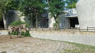 Zebry ciekawe skutków budowy