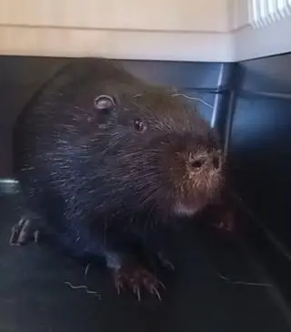 Nutria weszła do sklepu w Łodzi