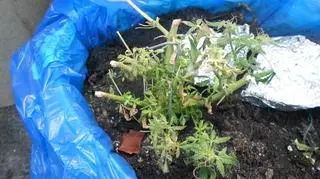 Policjanci znaleźli trzy doniczki z marihuaną