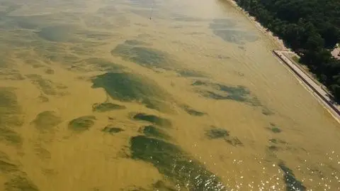 Sinice atakują Bałtyk. To nie jedyne niebezpieczeństwo w naszym morzu