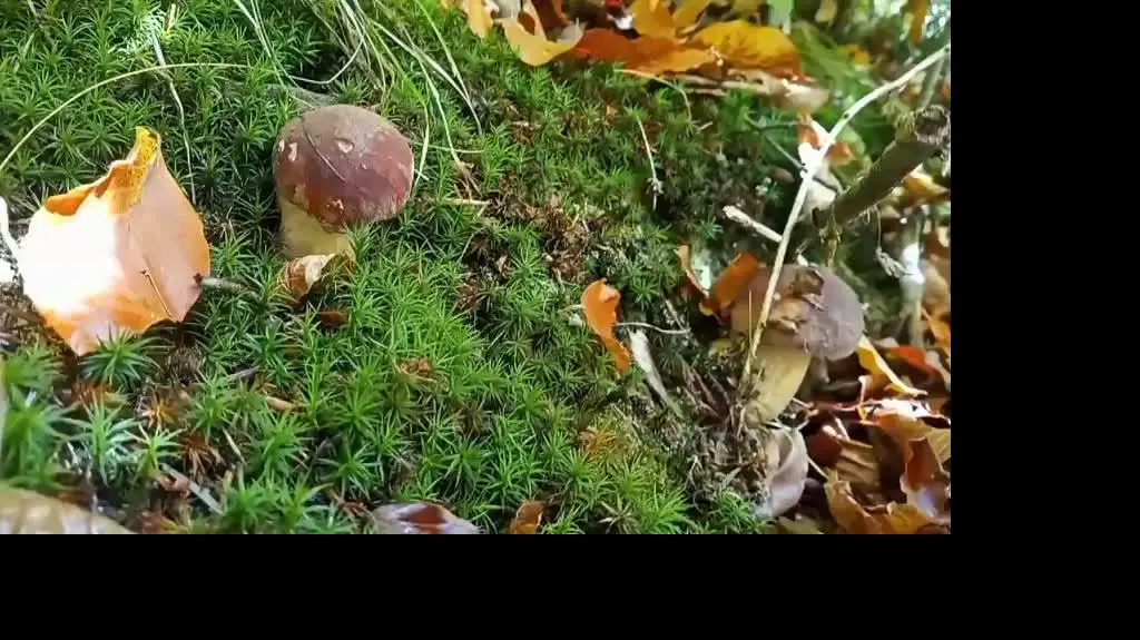 Grzyby w Bieszczadach