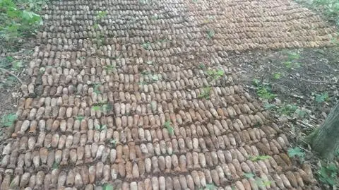 W lesie niedaleko Grudziądza znaleziono 4 tysiące sztuk bomb kasetowych