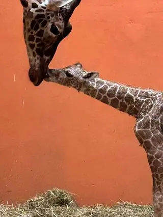 W zoo w Chorzowie urodziła się samica żyrafy