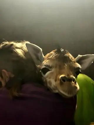 W zoo w Łodzi urodził się samiec żyrafy