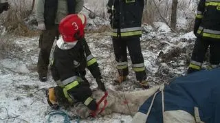 Dźwigiem podnosili wierzchowca