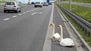 Ptaki były agresywane