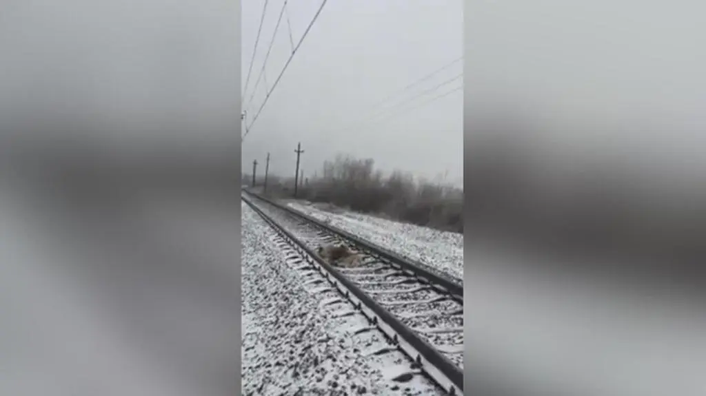 Ona nie mogła się ruszyć, on przy niej czuwał