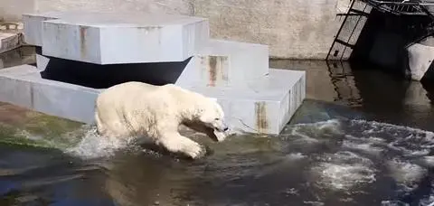 Niedźwiedziom polarnym zimna woda niestraszna