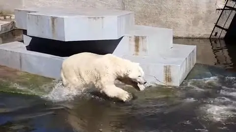 Wiosenne harce niedźwiedzi polarnych