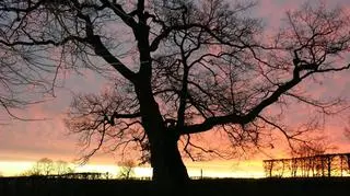 Dąb Wybickiego na tle wschodzącego słońca