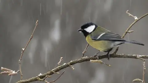 Pogoda na dziś: miejscami nieznaczne opady, do 10 stopni