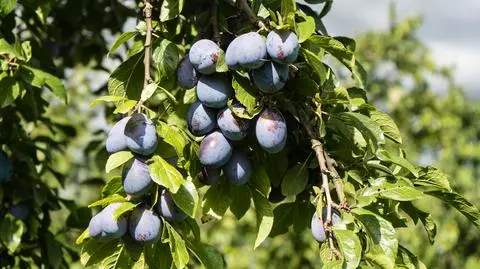 sliwki shutterstock_1809336445