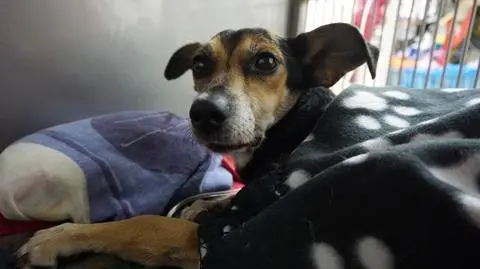 Ranny pies trafił pod opiekę lekarzy weterynarii